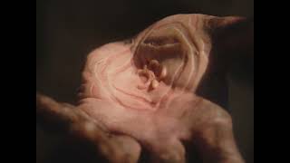 Deafheaven - Heathen (Official Audio)